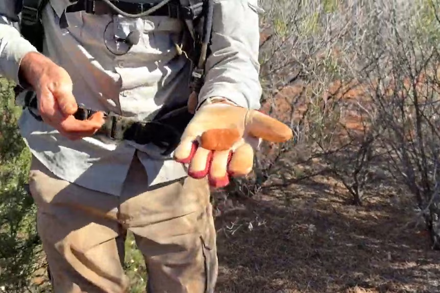 Found – 7 ounce nugget under a shrub